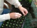 Seedlings pricking out_3 